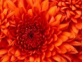 /album/fotos/chrysanthemum-copia-2-jpg/